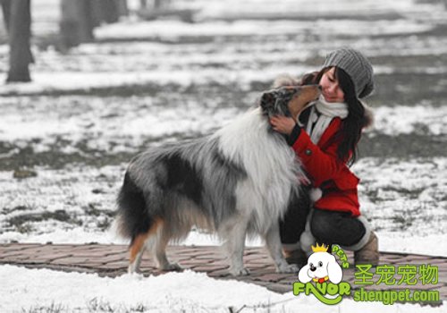 注意观察爱犬的身体状况