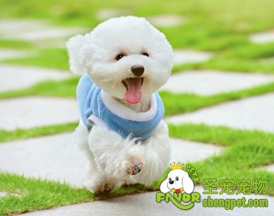 狗狗的习性有哪些