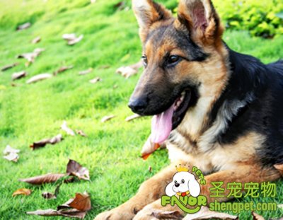 狗狗有机氟中毒的诊断和治疗方法