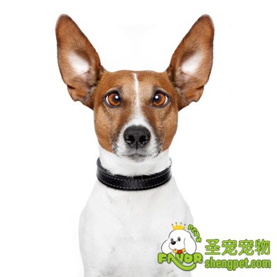 狗狗眼、耳、齿的护理方法