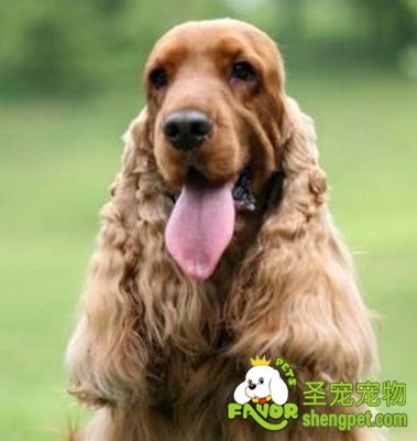 狗狗咳嗽该怎么办