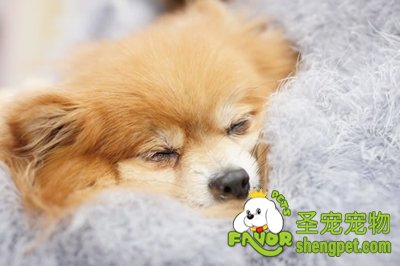 狗狗的死后如何处理