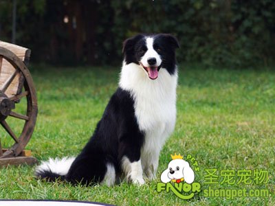 边境牧羊犬
