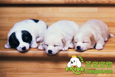 狗狗也会得空调病