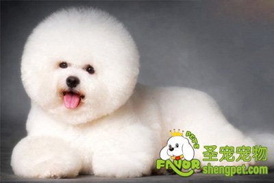 犬猫牙病的治疗方法