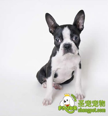 狗狗耳道该如何清洁