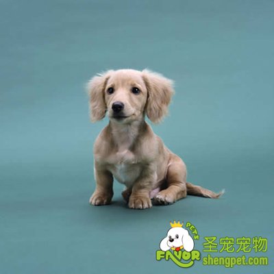 狗狗寄养前需要如何准备