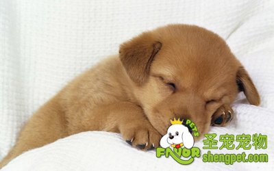 狗狗驱虫是吃药好还是打针好