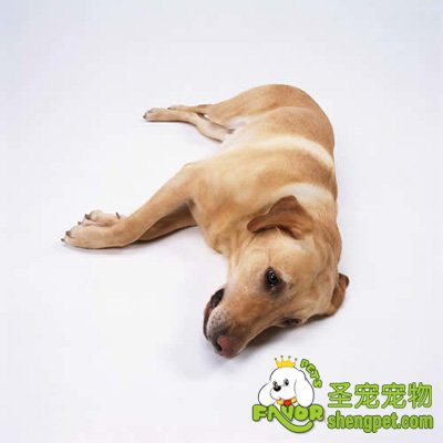 狗狗食道有异物该怎么办