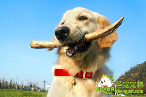 健康狗狗也能咬出狂犬病