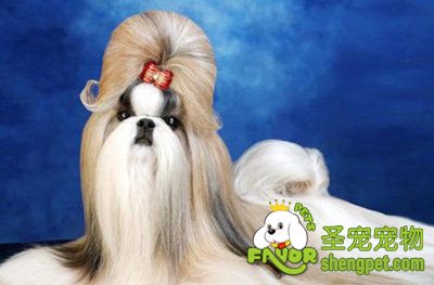 标准西施犬的美容要点