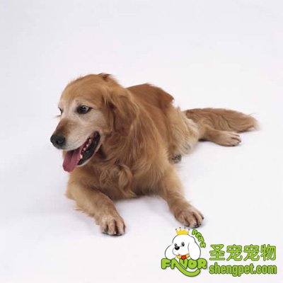 狗狗产后低血钙症的诊断和治疗