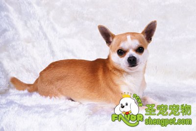 狗狗身体各个器官异常的诊断