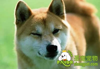 给狗狗洗脸有什么窍门