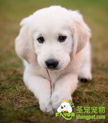 狗狗的健康诊断和治疗