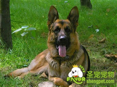 狗狗再生障碍性贫血的治疗方法