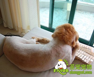 狗狗脱毛该怎么办