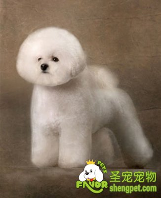 狗狗的尾巴和耳朵修剪方法