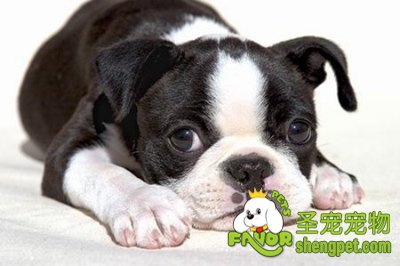 如何判断狗狗是否生病