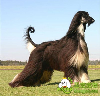 阿富汗猎犬的育种历史