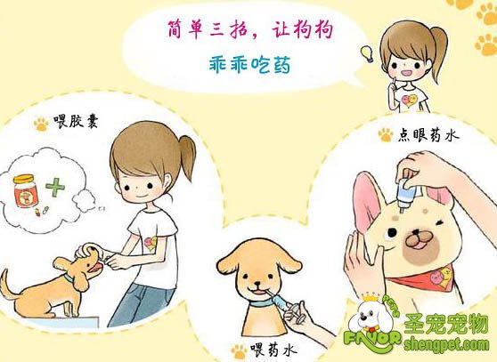 喂狗狗吃药