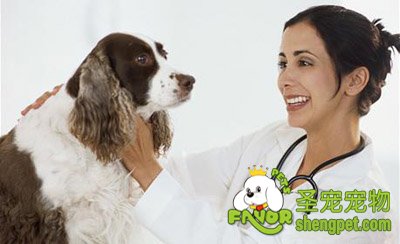 狗狗看病诊断的两种方法