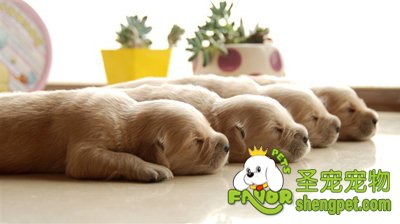 狗狗腹泻的原因及治疗方法