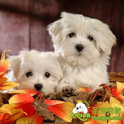 狗狗的疾病发生的特点和预防的方法