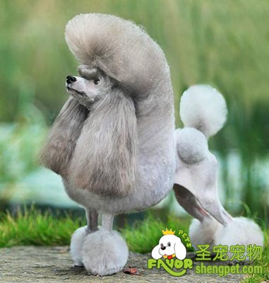 参赛贵妇犬的毛发护理方法