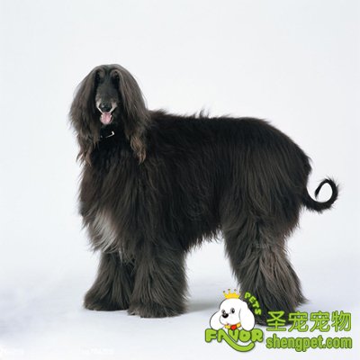 成年期狗狗的护理方法