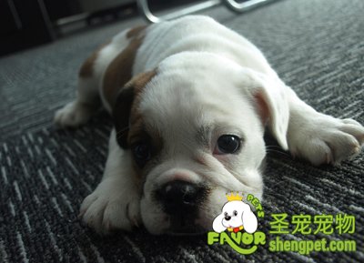 斗牛犬美容梳理的方法