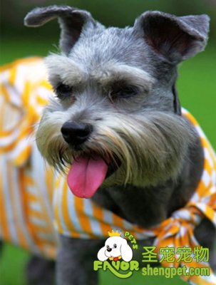 狗狗布鲁氏菌病的诊断和防治