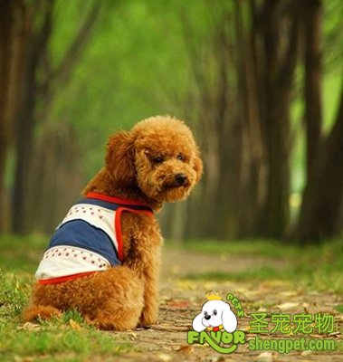 狗狗大肠杆菌病的诊断和防治