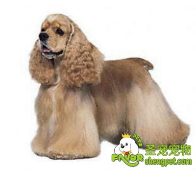 可卡犬的美容方法