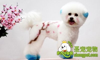 宠物能用人的洗发液洗毛吗