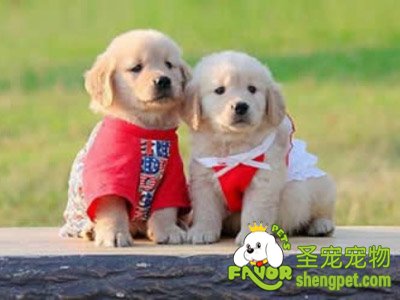 狗狗发热的原因有哪些