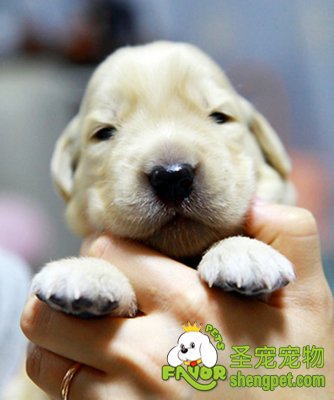 狗狗触诊的方法