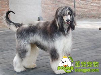 阿富汗犬的喂养方法