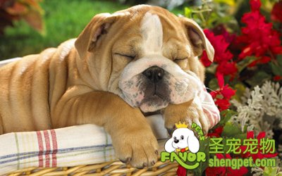 狗狗维生素D过剩的诊断和治疗方法