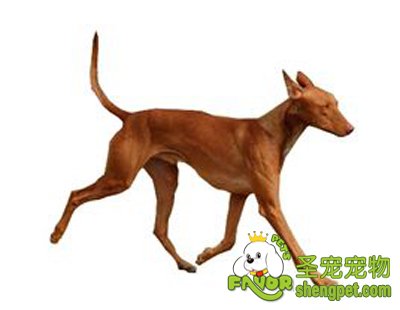 西西里灵缇犬的介绍