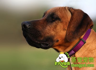 ΪĳĽ𣿲ϸPetPaceȦ