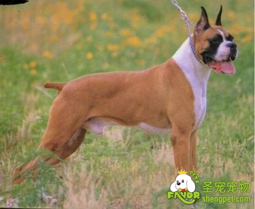 狗狗剪尾和剪耳的美容方法