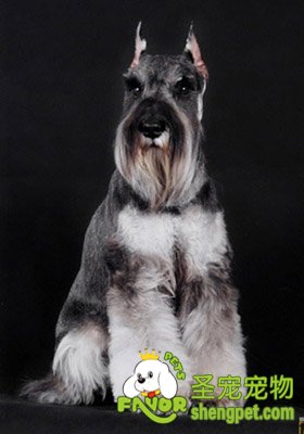 狗狗耳道和指甲的修剪美容方法