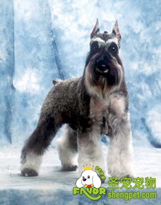 雪纳瑞立耳的美容过程