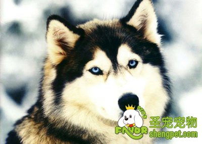 狗狗色盲是如何判断出来的