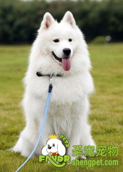 如何看狗狗多少岁了