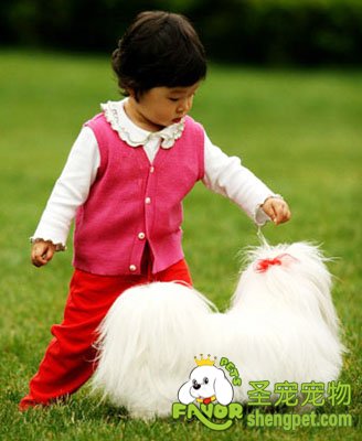 经过驯化的狗狗都可以做什么