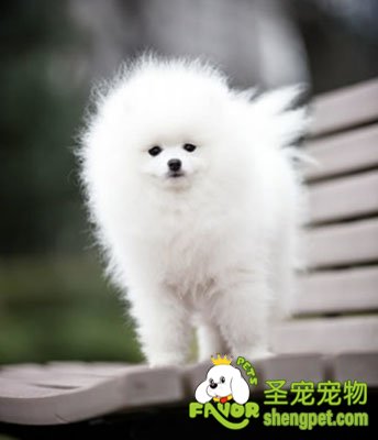 你注意过狗狗的眼睛吗