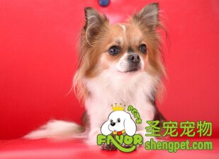 蝴蝶犬