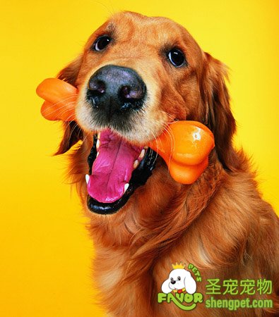 狗狗在家老实乱咬是怎么回事